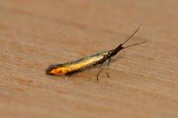 Coleophora