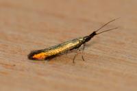 Coleophora