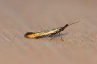 Coleophora