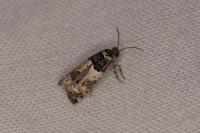 Epinotia thapsiana