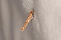 Pyroderces argyrogrammos