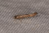 Coccidiphila