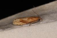 Eucosma