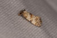Neocochylis molliculana