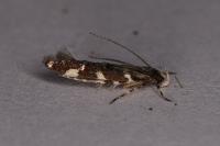 Eteobalea intermediella
