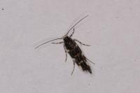 Eteobalea intermediella