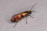 Micropterix tunbergella