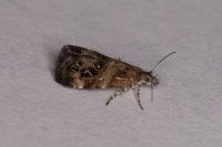 Tebenna micalis