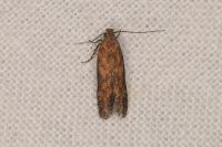 Scrobipalpa