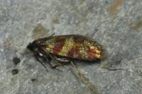 Micropterix tunbergella