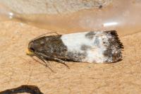 Notocelia cynosbatella