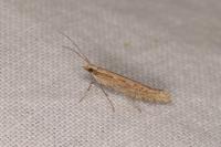 Plutella xylostella