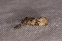 Lobesia botrana