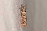 Pseudococcyx tessulatana