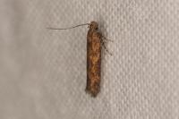 Scrobipalpa