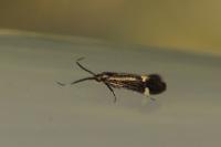 Esperia sulphurella