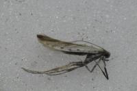 Aspilapteryx tringipennella