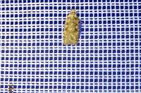 Agonopterix