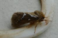 Korscheltellus lupulinus
