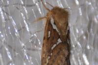 Korscheltellus lupulinus