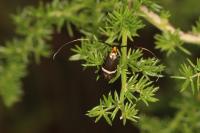 Adela australis