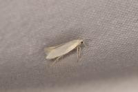 Elachista argentella
