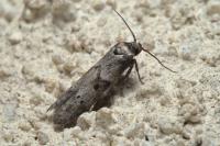 Blastobasis glandulella