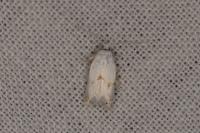 Pseudopostega crepusculella