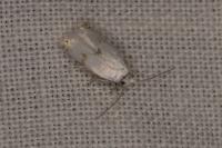 Pseudopostega crepusculella