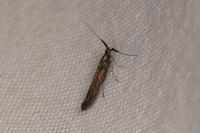 Coleophora
