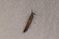 Coleophora