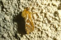 Korscheltellus lupulinus