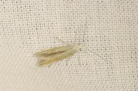Coleophora