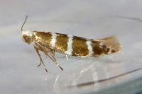 Argyresthia trifasciata