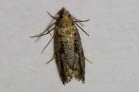 Epinotia granitana