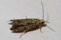 Epinotia granitana