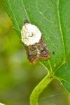 Acleris variegana