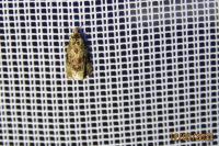 Celypha lacunana