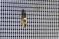 Incurvaria masculella