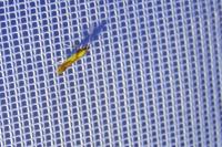 Caloptilia alchimiella