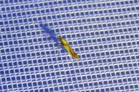 Caloptilia alchimiella