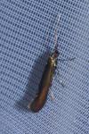 Coleophora alcyonipennella