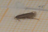 Scrobipalpa pauperella