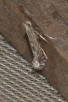 Parornix torquillella