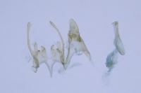 Scrobipalpa pauperella