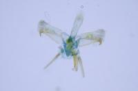 Micrurapteryx kollariella