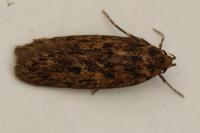 Hofmannophila pseudospretella
