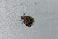 Celypha lacunana
