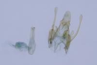 Scrobipalpa pauperella