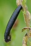Coleophora vibicella